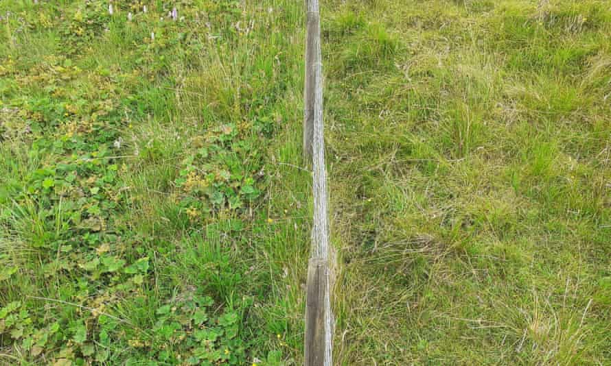 A mix fo vegetation on the left of a fence contrasts with just grass on the other