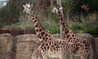 Chester zoo unveils £28m 'Africa' facility - complete with chilly giraffes