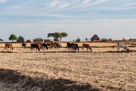 A herd of cows grazing on dried grass