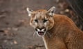 The cougar (Puma concolor) in the ZOO<br>The cougar (Puma concolor), also commonly known by other names including catamount, mountain lion, panther and puma is American native animal.