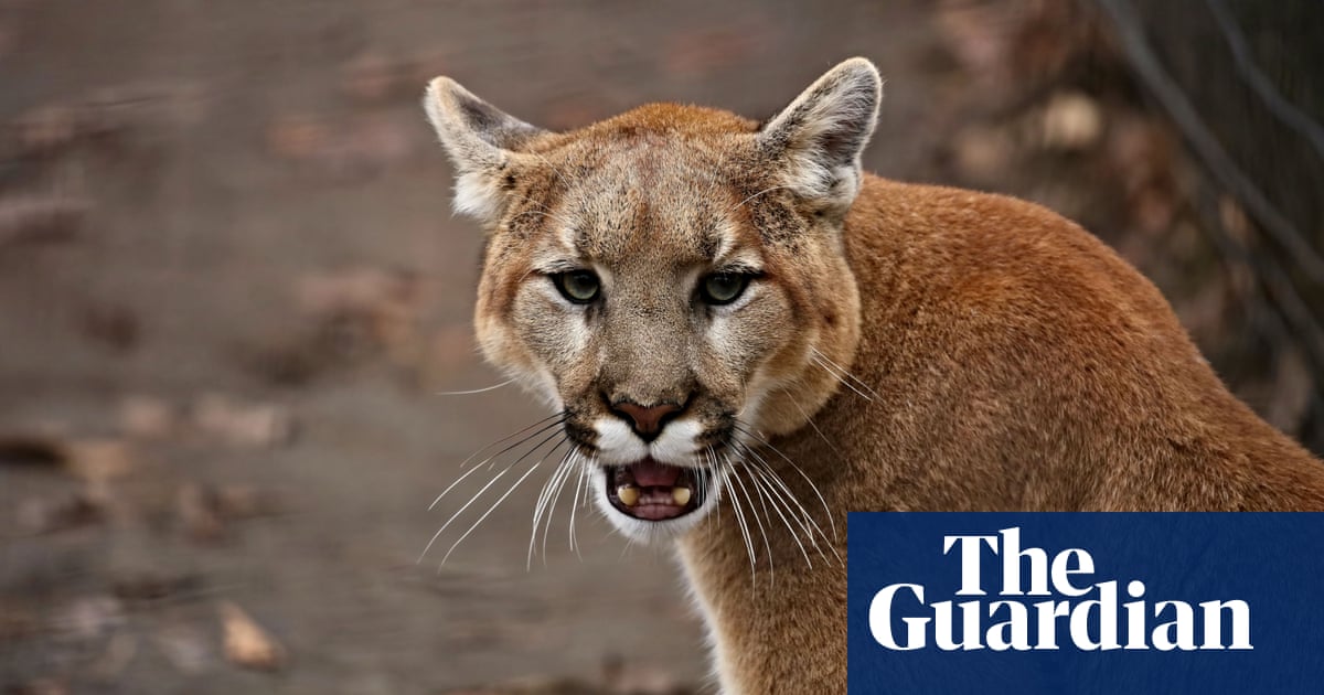Amazing and loyal' dog defends woman from mountain lion attack in  California | California | The Guardian