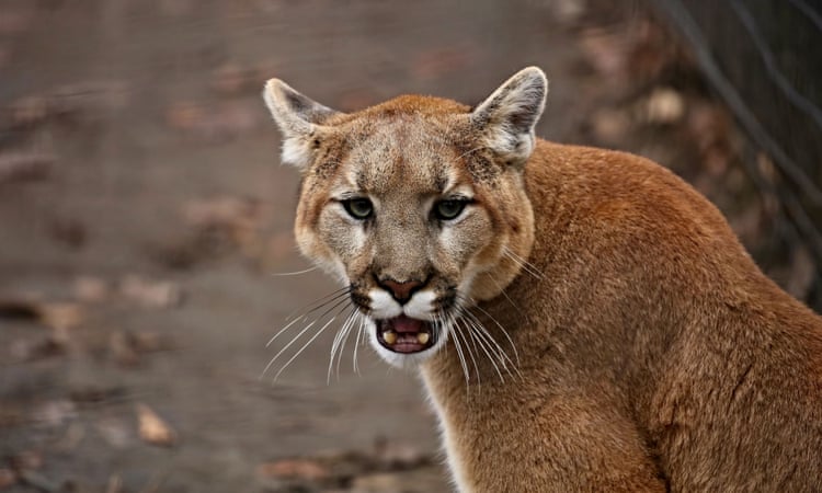 California mountain lion attacks brothers, killing one and injuring other