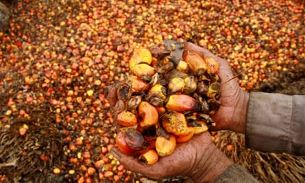 A worker with palm oil fruits at a plantation in Mamuju, Indonesia