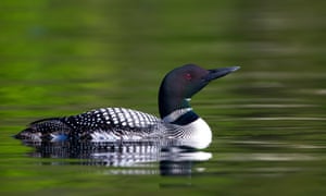 The common loon could be one of the most distinctive birds to disappear.