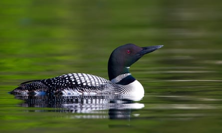 The common loon could be one of the most distinctive birds to disappear.