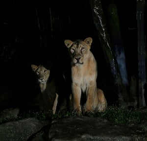 Asiatic lions in the “Night Safari” exhibition at the Singapore Zoo, as other lions in the same exhibit were found to be infected with Covid-19.