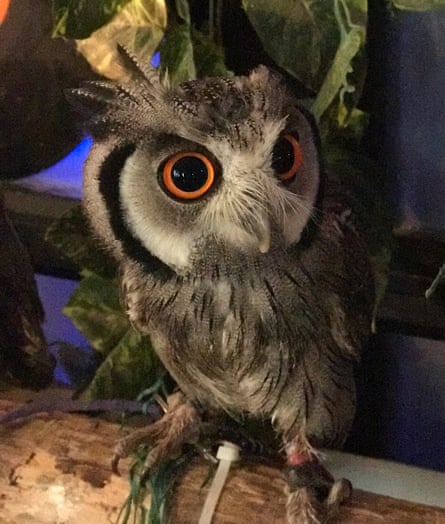 A tethered owl in a cafe in Japan