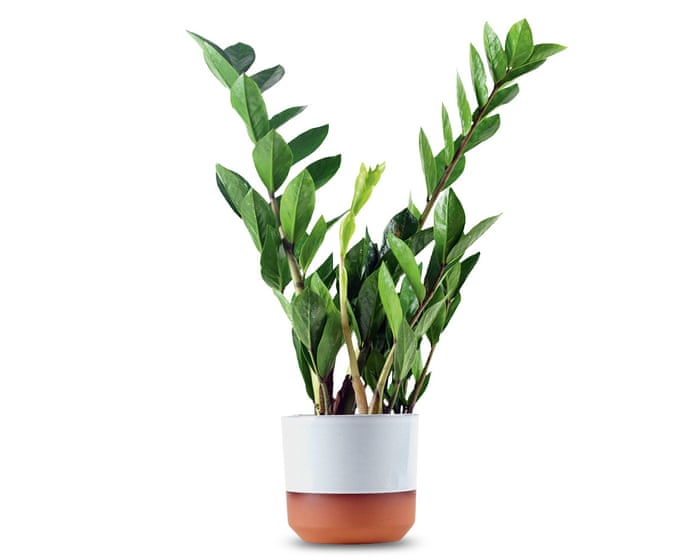 Houseplant clinic: which plants cope best in darker rooms?
