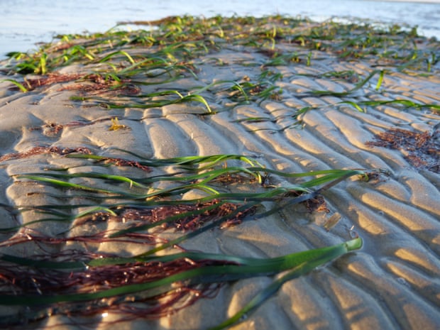 Sea grass at low tide.