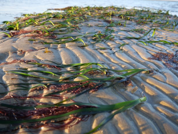 Fronds reunited: an Isle of Wight trip to restore a priceless ...
