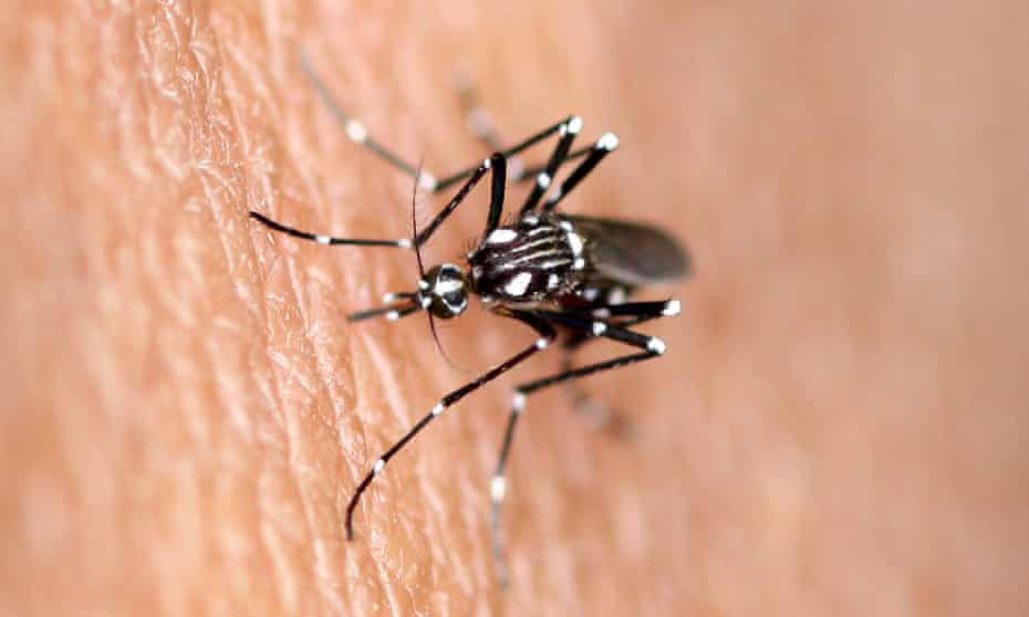 Bush mosquito. zika virus.