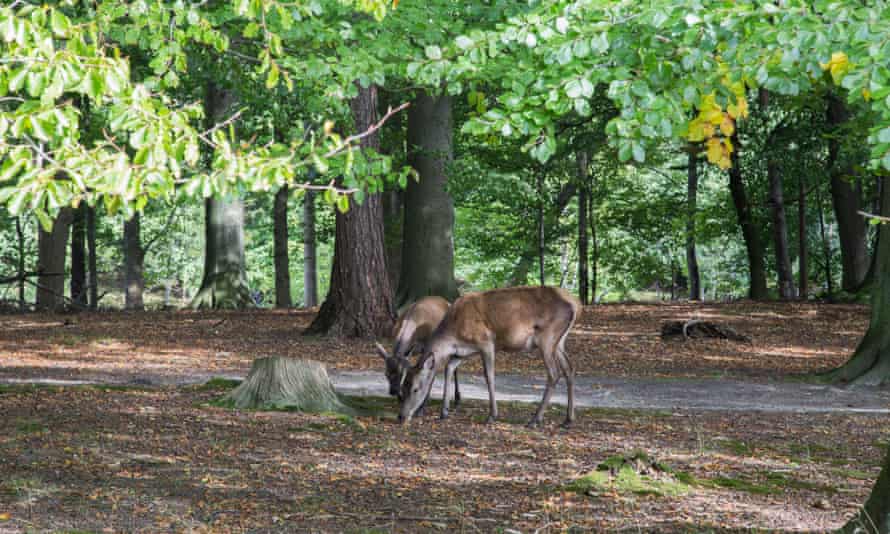 Young deer in Dyrehaven forest.