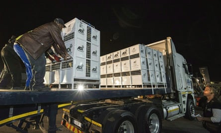 The lions’ crates are loaded on to a lorry prior to their transportation to a sanctuary.