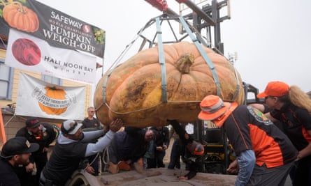 Giant pumpkin being weighed