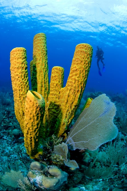 a large yellow tube sponge, aplysinia fistularis, on a reef in the sea, with a diver in the distance