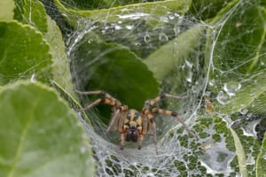 Aranha (Lycosa suzukii) vista em sua teia perto de um riacho em Sangju, Coreia do Sul