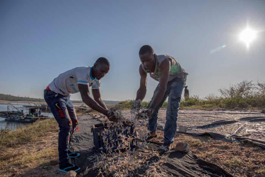 Two men shake fish out from a crate over a net