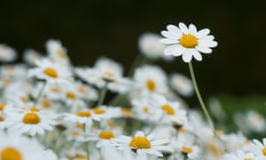 ‘The seeds can remain perfectly viable for years past their sell-by date and provide pretty native flowers all summer long’: chamomile flowers. 
