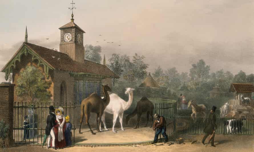 Wybieg dla wielbłądów w Regent's Park Zoological Gardens w 1835 roku.