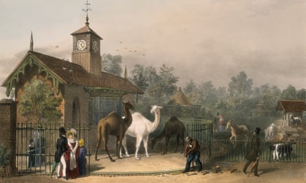 The camel enclosure at Regent’s Park Zoological Gardens in 1835.