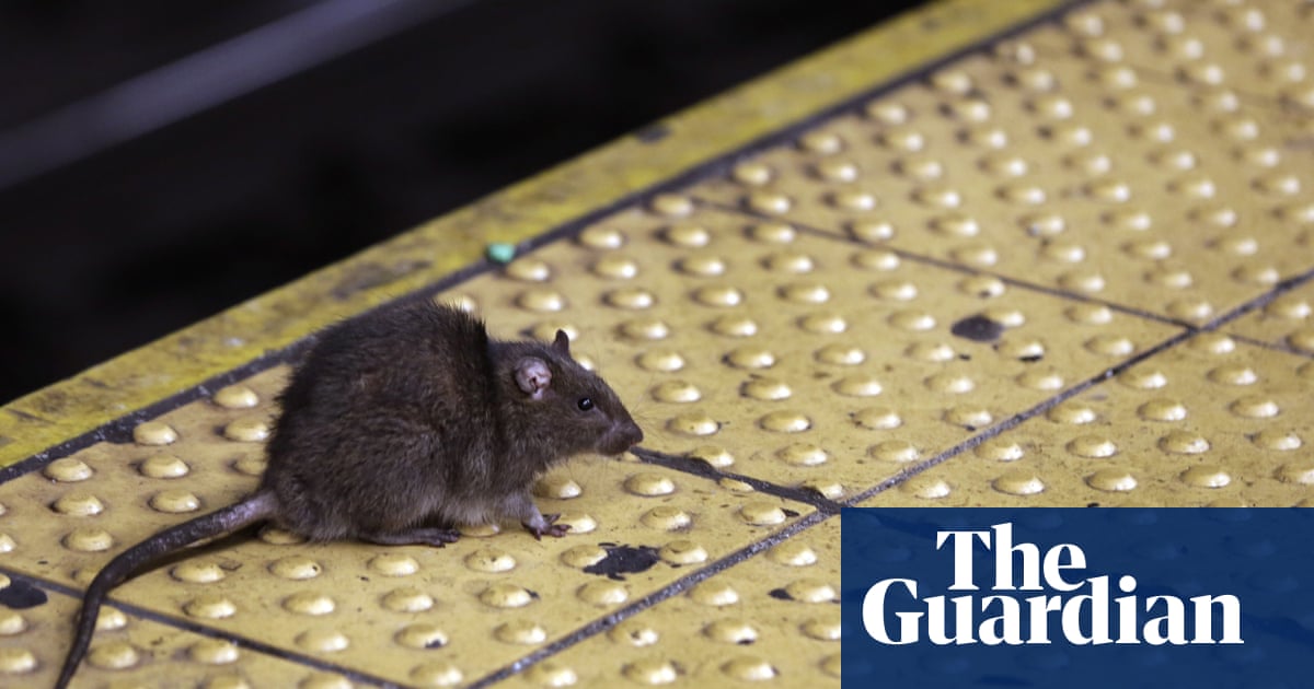New York’s rat problem ‘They could take over if they wanted to
