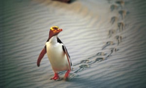A yellow-Eyed penguin marches along a beach near Dunedin, New Zealand.