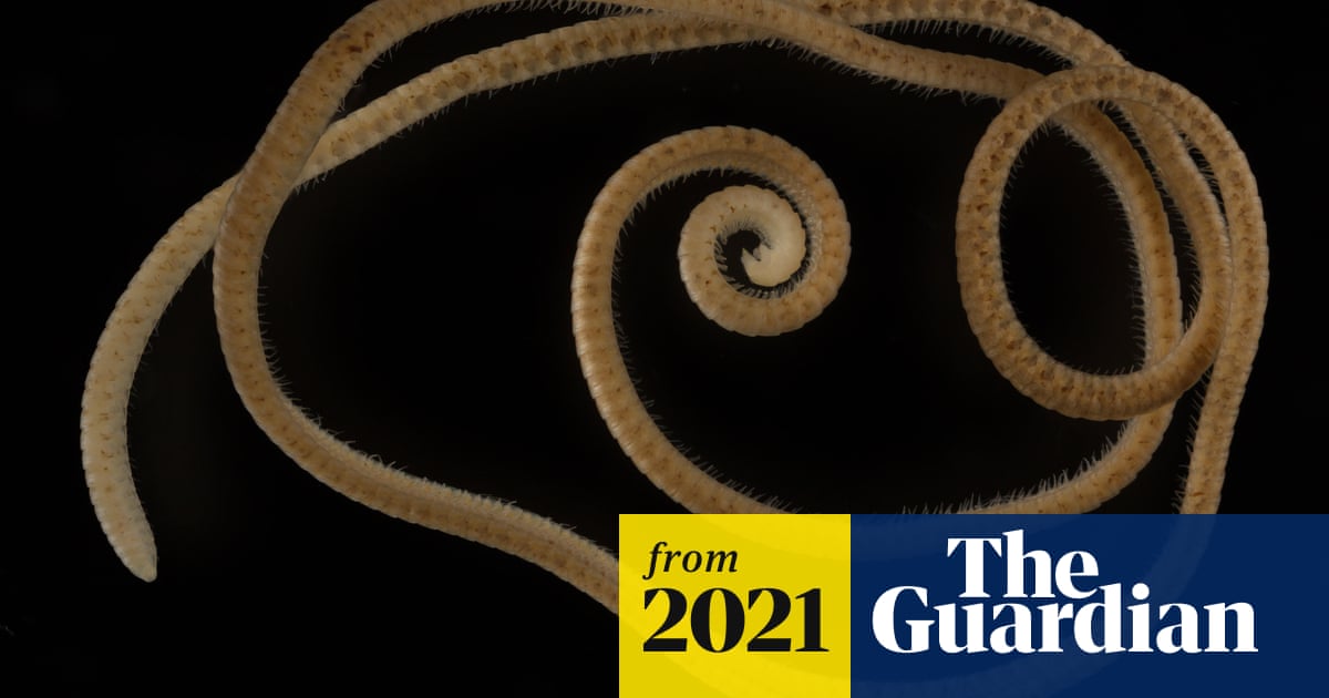 The first true millipede: new species with more than 1,000 legs discovered in Western Australia