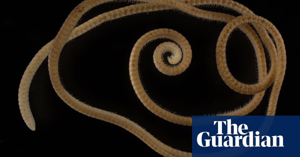 The first true millipede: new species with more than 1,000 legs discovered in Western Australia