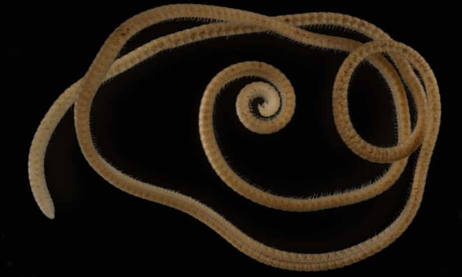 Жінка персефона Евміліпа з 330 сегментами і 1306 ніжками. Вид багатоніжки був знайдений глибоко під землею в Західній Австралії.