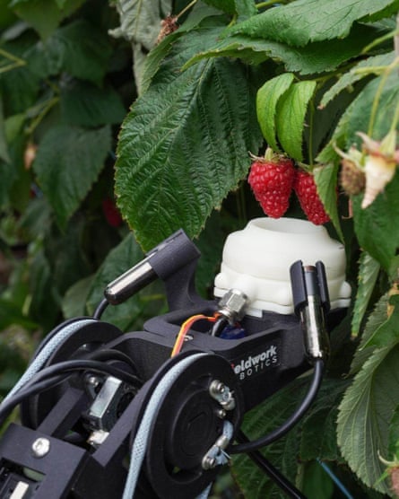 Raspberry Picker Machine Raspberry Picking Machine