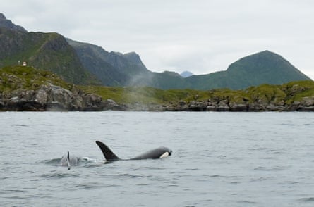 A close encounter with orcas off the island of Skogsøya.
