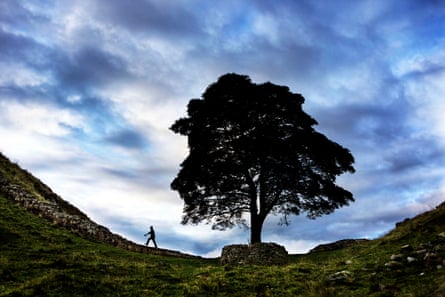 The Sycamore Gap tree in 2008.
