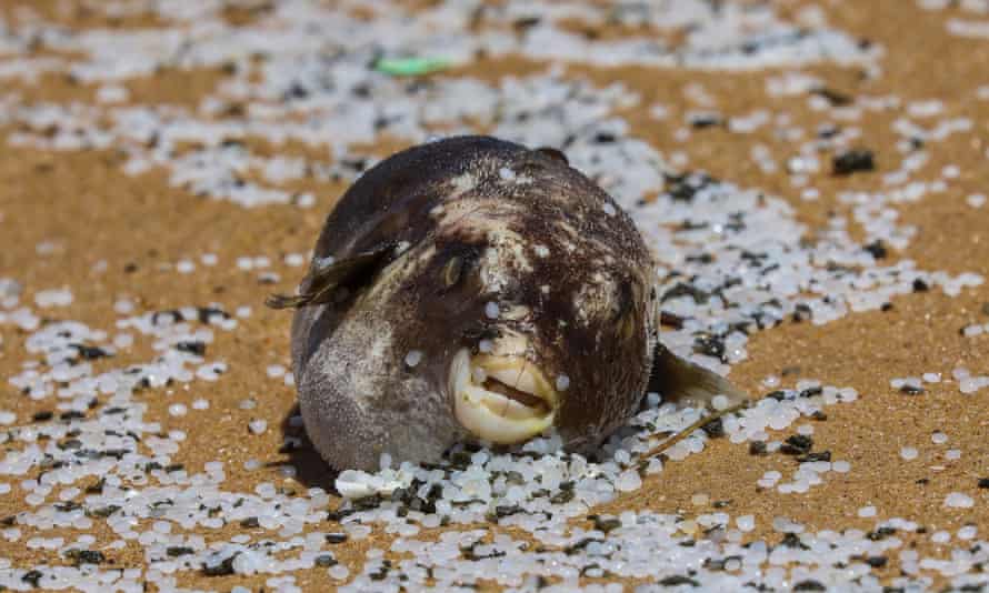 A dead and bloated fish lies washed ashore amidst plastic pellets