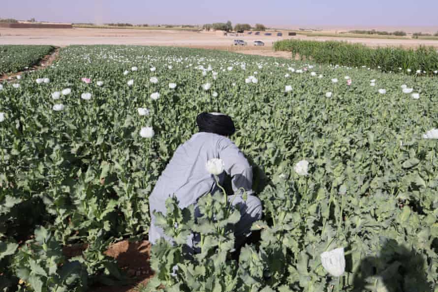 Farmers say they cannot survive on growing vegetables and grains alone