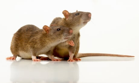 Man V Rat Could The Long War Soon Be Over Jordan Kisner Science The Guardian