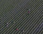 Key data missing for half of US child labor deaths, official report finds