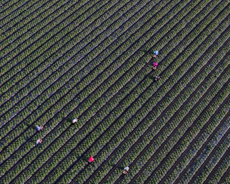 aerial view of farmworkers harvesting strawberries