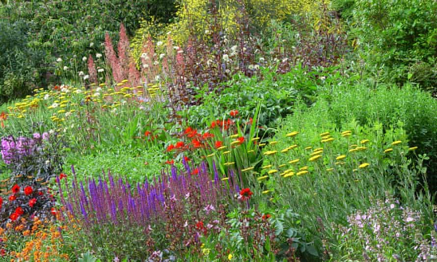 Herbaceous border Great Comp Garden