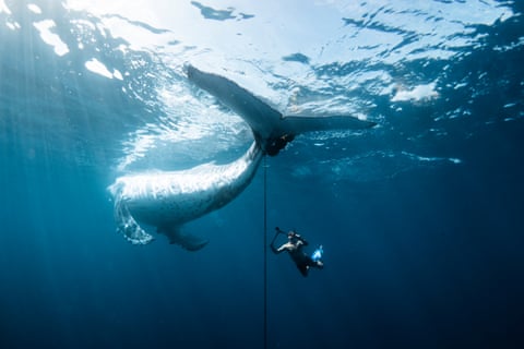 Photo of diver removing chain from whale tail