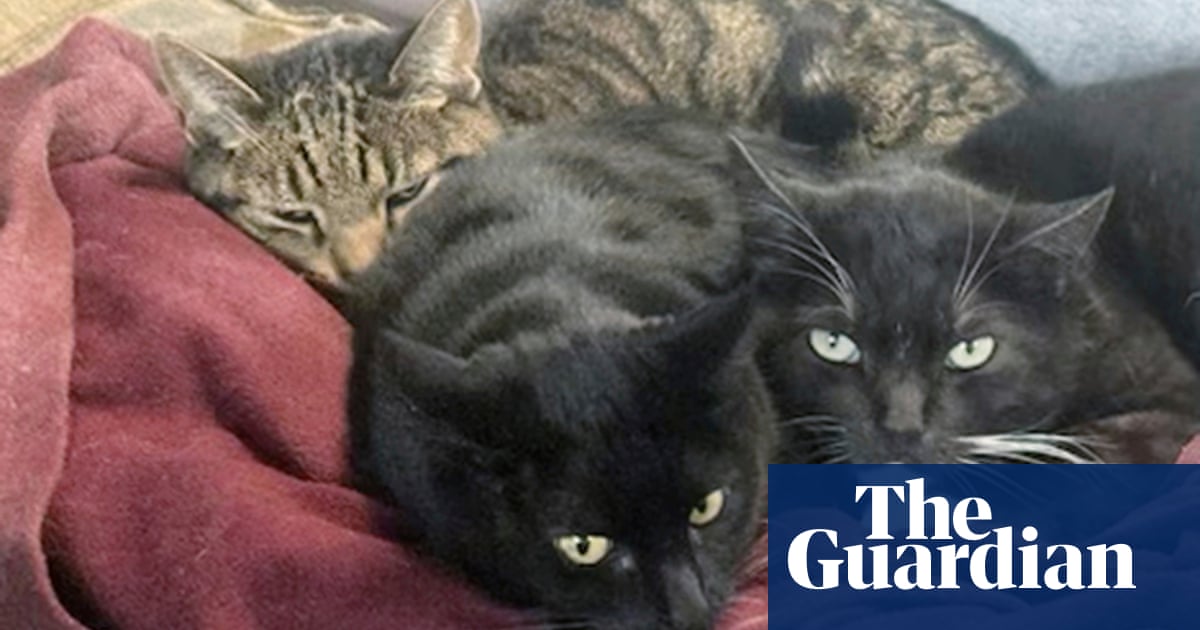 More than a dozen cats sick or dead from bird flu in raw food, FDA reports | US news More than a dozen cats sick or dead from bird flu in raw food, FDA reports | US news