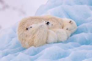 Wildlife award Nadia de Lange Two polar bear cubs cosy up to the mother. Norway