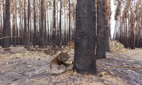 A young koala sits beside a burnt tree in January 2020 on Kangaroo Island