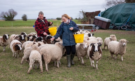Mark Halliwell and Juliet Pankhurst with their sheep on farmland a few miles from Hinkley Point.