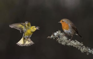 You got a problem, sunshine? ... a robin and a siskin squabble over food in Lytham, Lancashire, UK