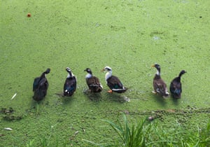 Srinagar, Índia. Patos ficam em um cano de ferro em água poluída por algas no interior do Lago Dal