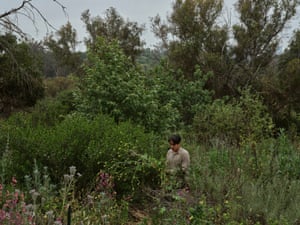 A person tends to a plant amid thick bushes