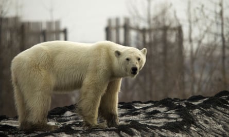 The polar bear in Norilsk. Animal experts are due to arrive in the city on Wednesday to assess its health.