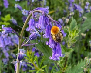 York, UK ‘My eye was caught by the orange of the bee, vivid against the bluebell.’
