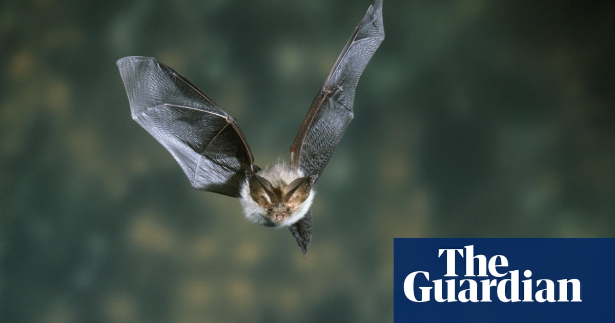 The Bats At Home In Our Attic Environment The Guardian