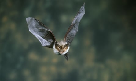 The Bats At Home In Our Attic Environment The Guardian